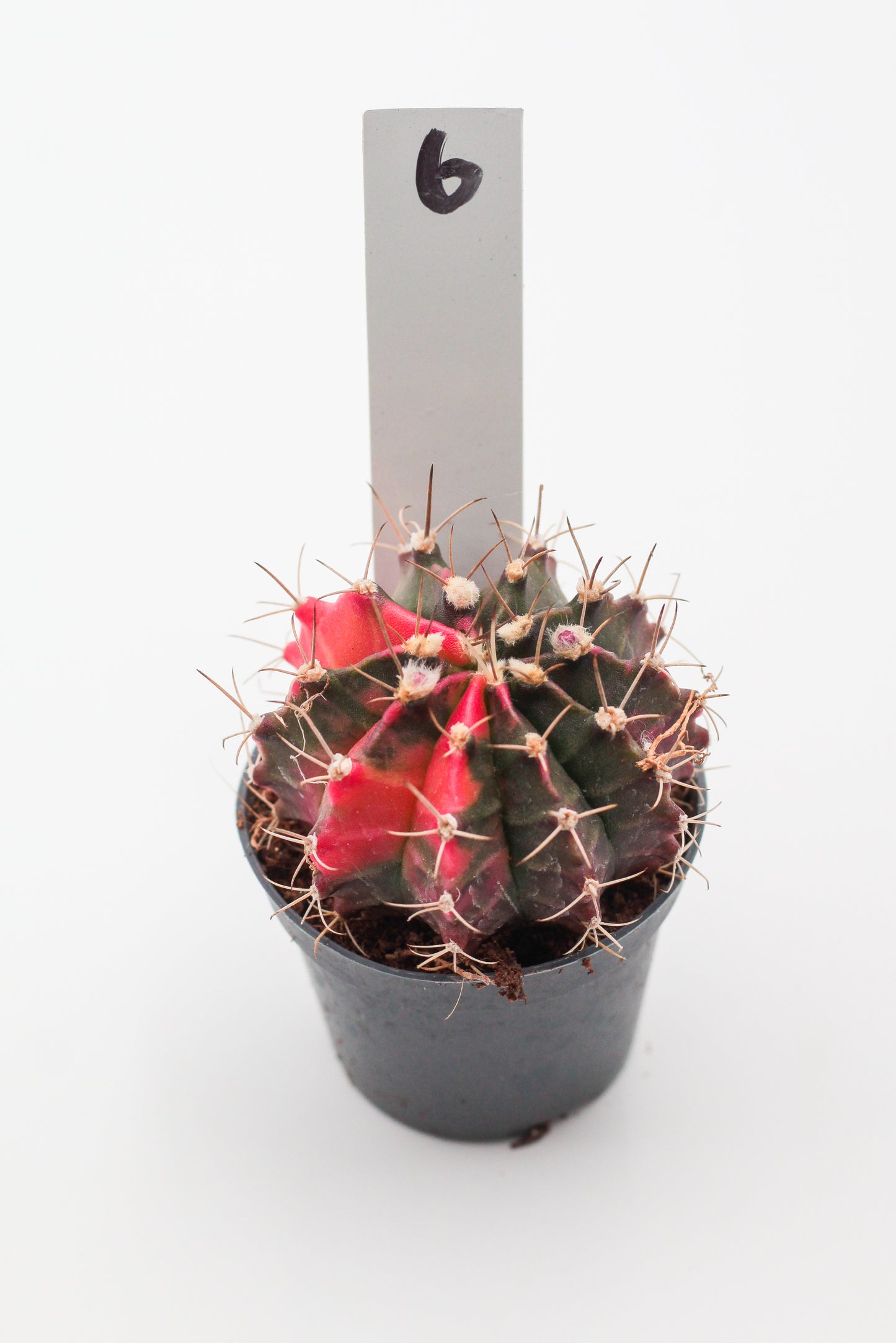 Gymnocalycium mihanovichii variegata Thai hybrid