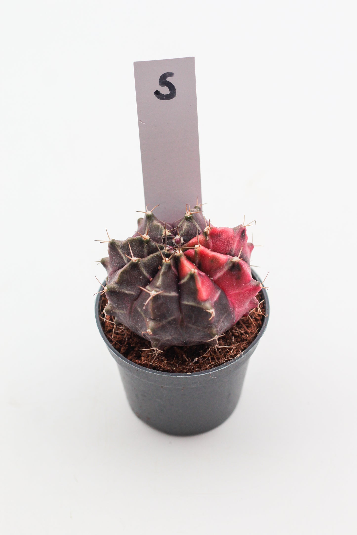 Gymnocalycium mihanovichii variegata Thai hybrid