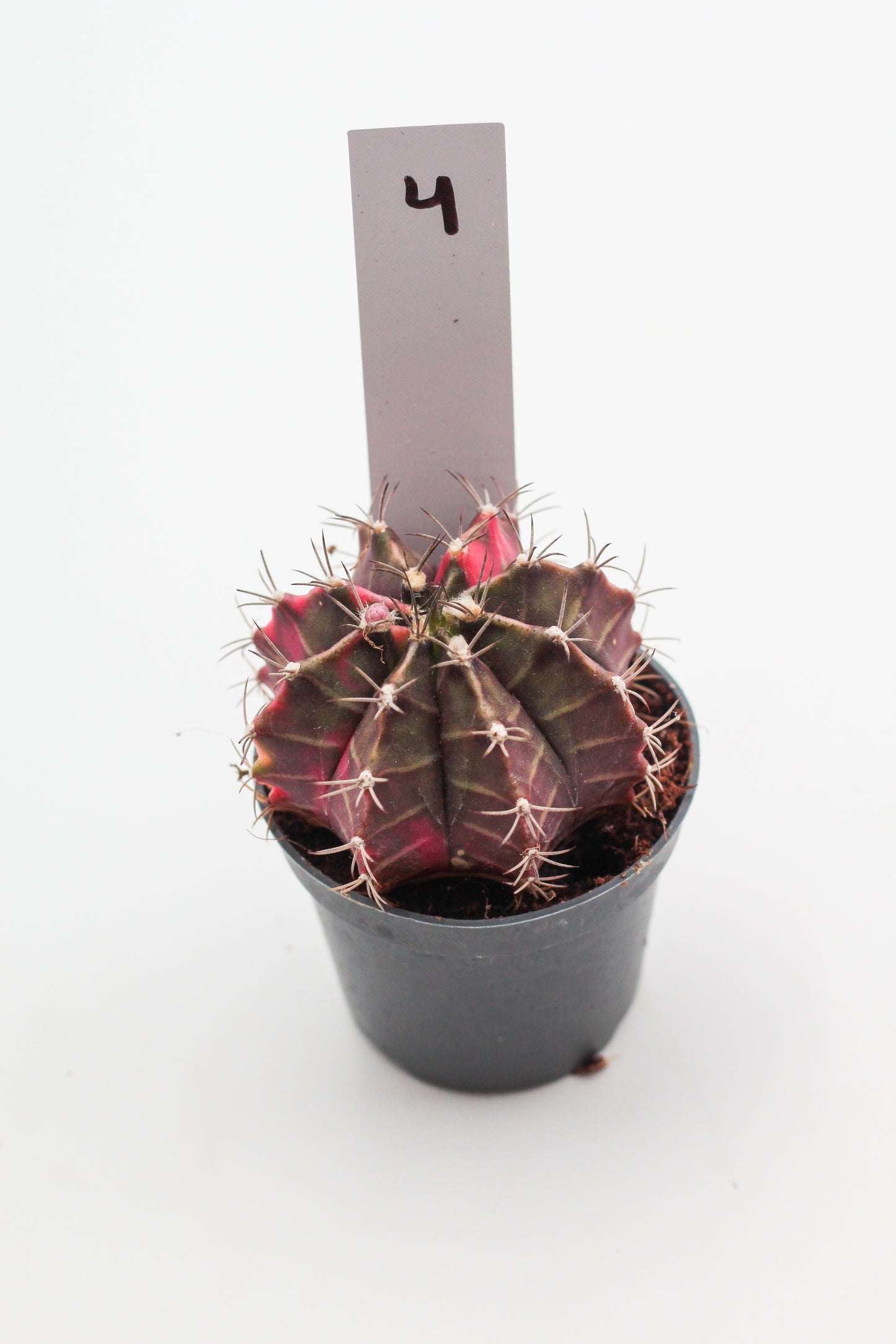 Gymnocalycium mihanovichii variegata Thai hybrid