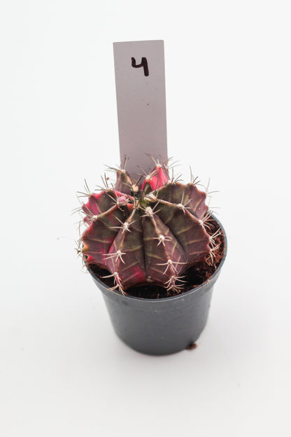 Gymnocalycium mihanovichii variegata Thai hybrid
