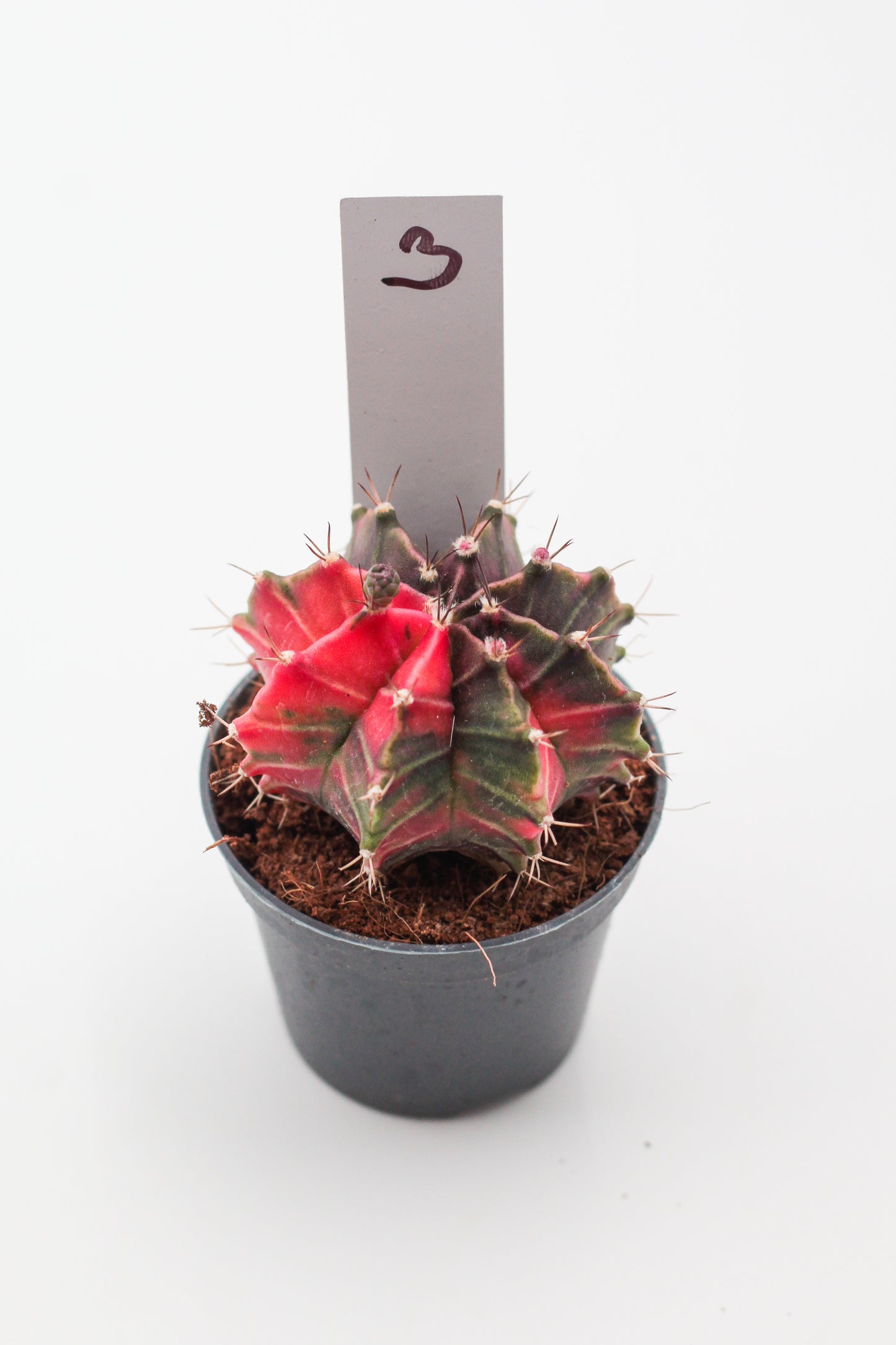 Gymnocalycium mihanovichii variegata Thai hybrid
