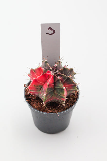 Gymnocalycium mihanovichii variegata Thai hybrid