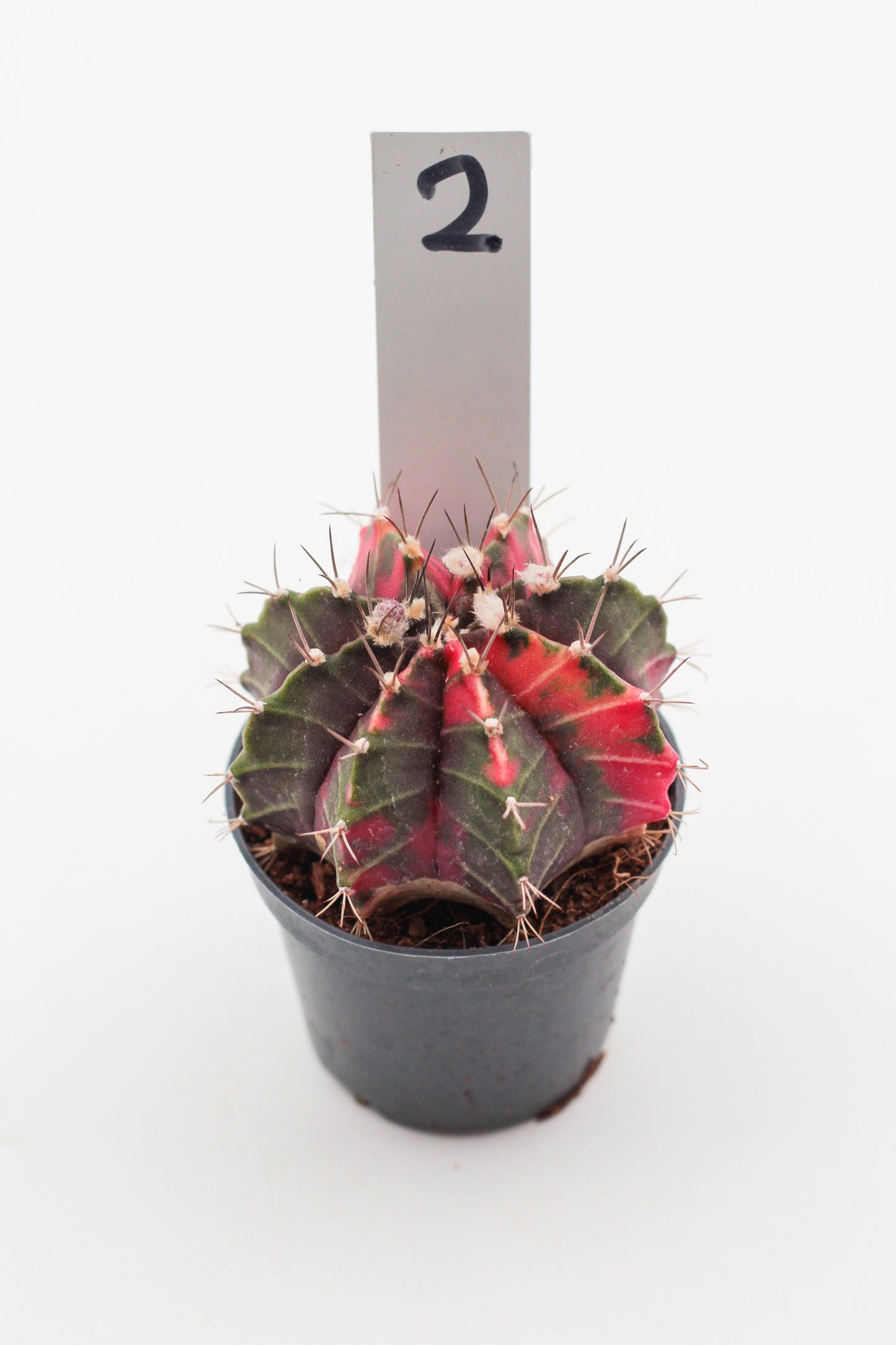 Gymnocalycium mihanovichii variegata Thai hybrid