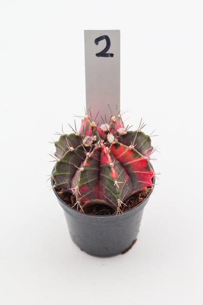 Gymnocalycium mihanovichii variegata Thai hybrid