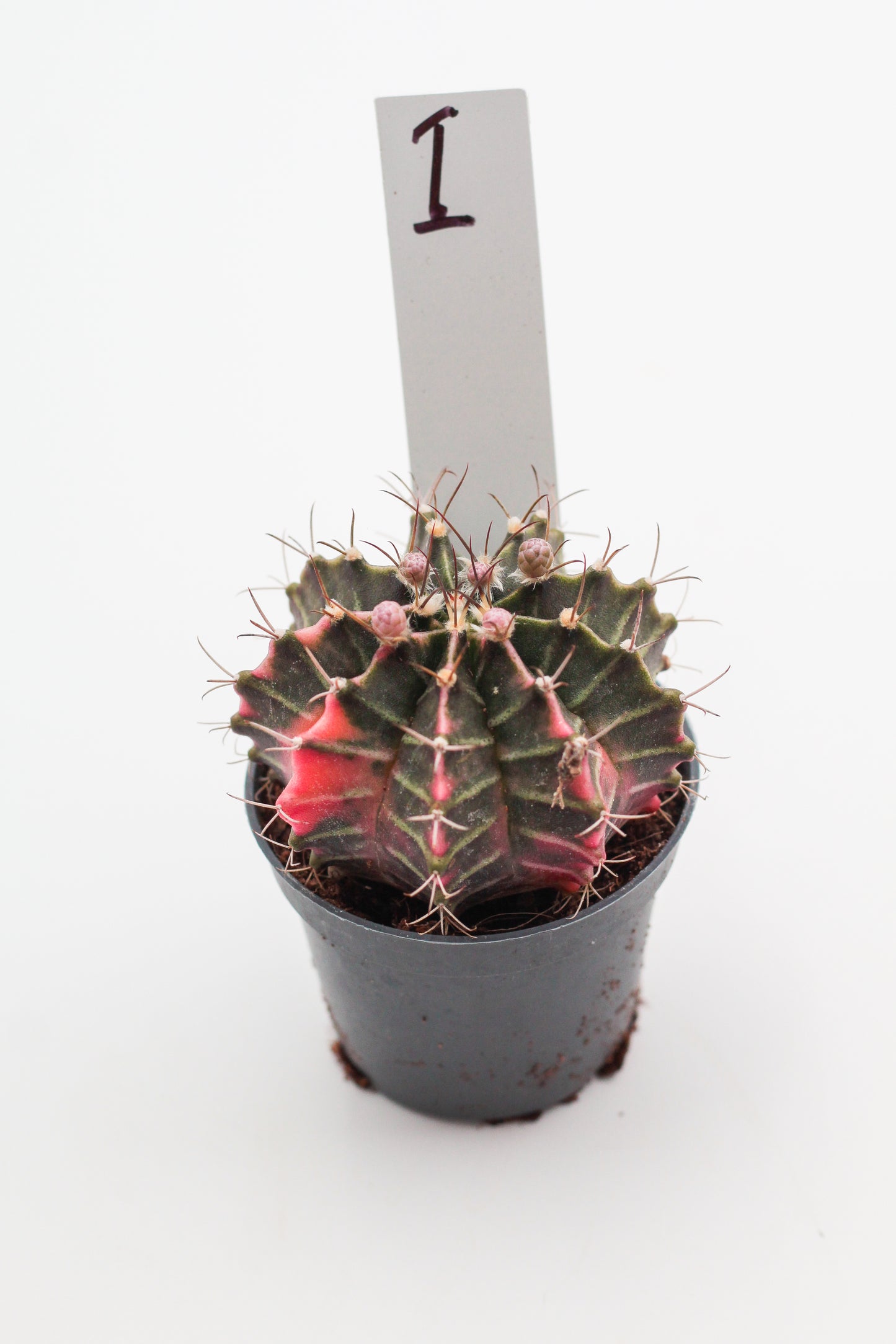 Gymnocalycium mihanovichii variegata Thai hybrid