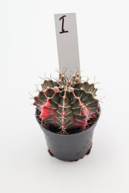 Gymnocalycium mihanovichii variegata Thai hybrid