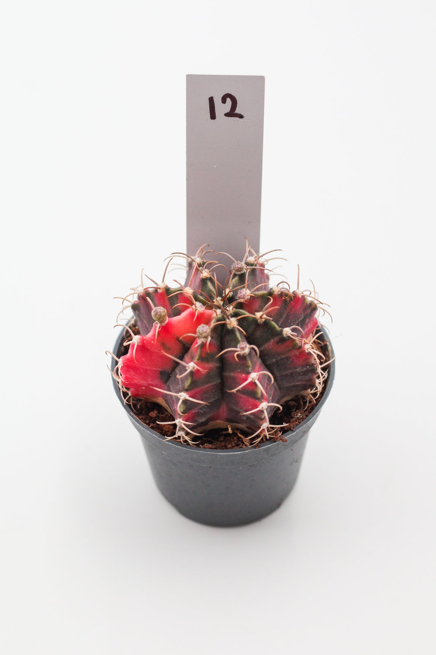 Gymnocalycium mihanovichii variegata Thai hybrid