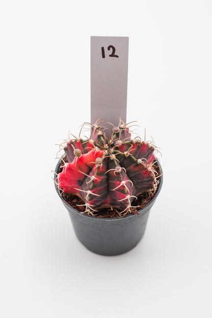 Gymnocalycium mihanovichii variegata Thai hybrid