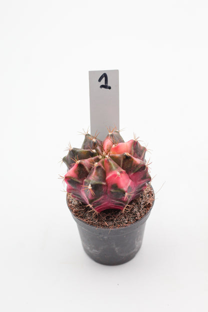 Gymnocalycium mihanovichii variegata Thai hybrid