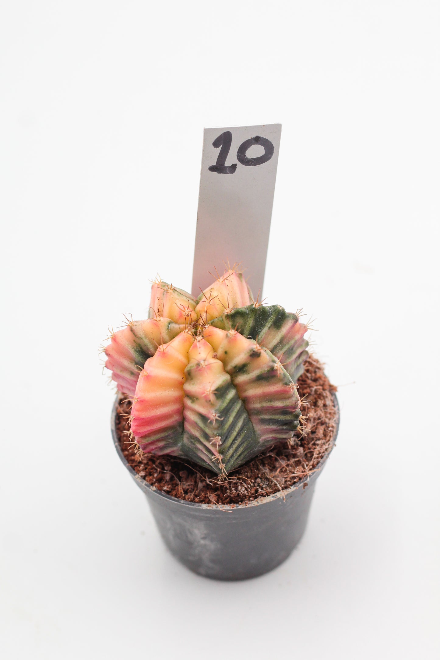 Gymnocalycium mihanovichii variegata Thai hybrid