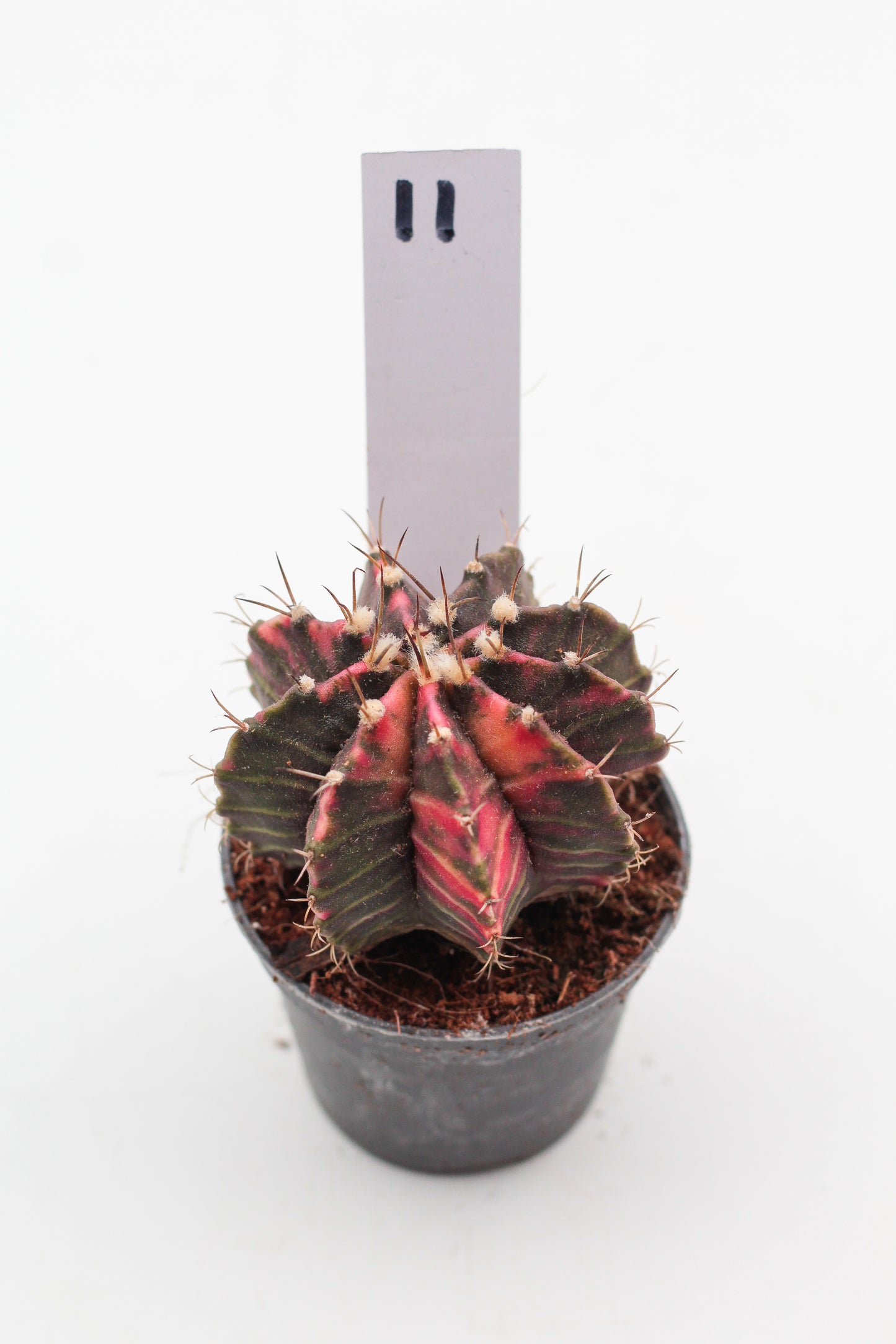 Gymnocalycium mihanovichii variegata Thai hybrid