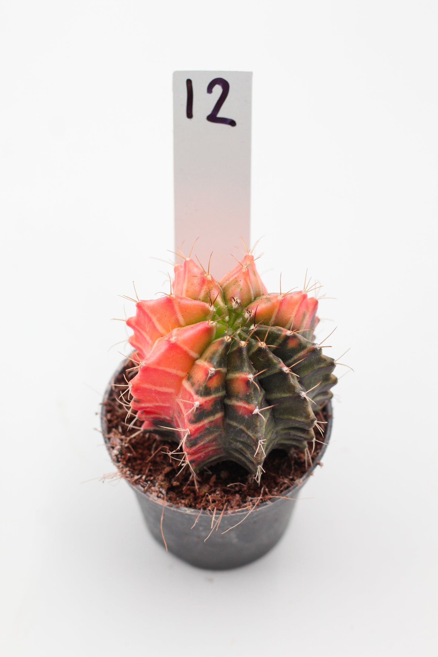 Gymnocalycium mihanovichii variegata Thai hybrid