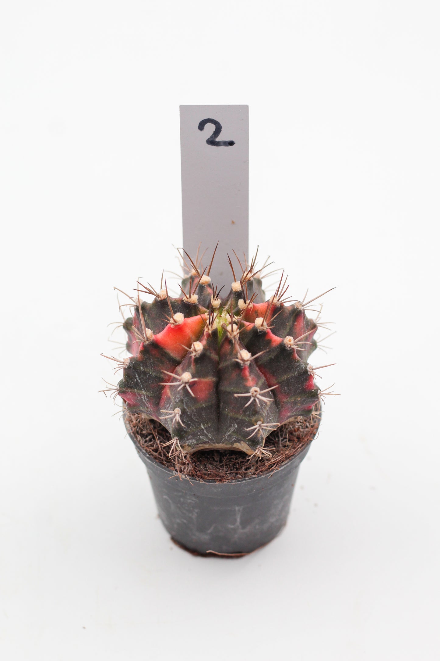 Gymnocalycium mihanovichii variegata Thai hybrid