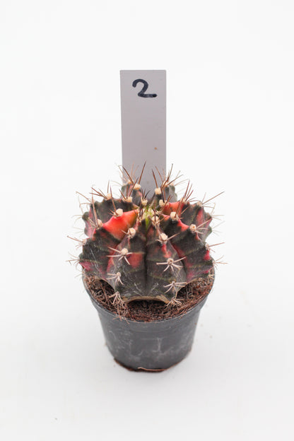 Gymnocalycium mihanovichii variegata Thai hybrid