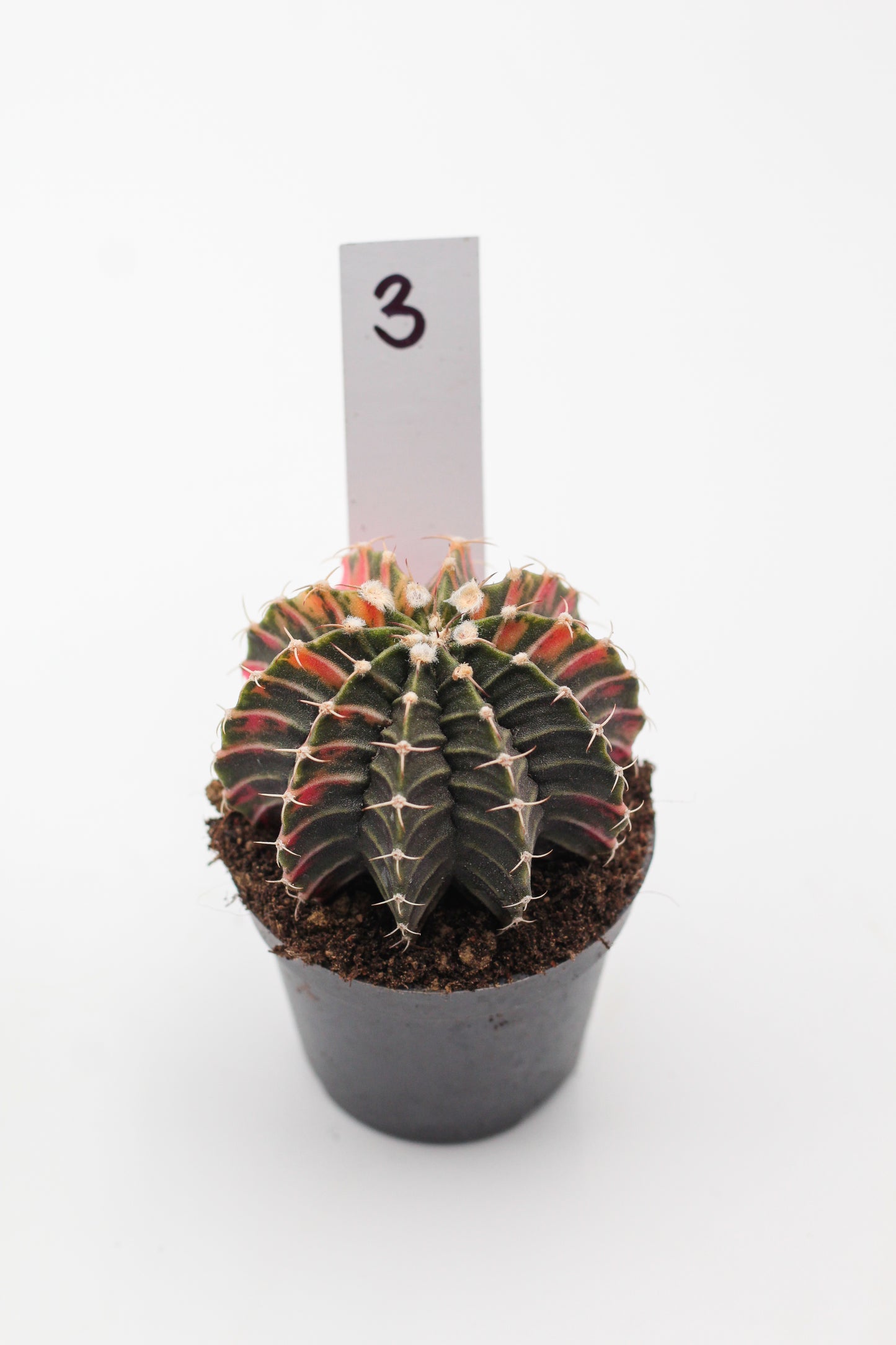Gymnocalycium mihanovichii variegata Thai hybrid