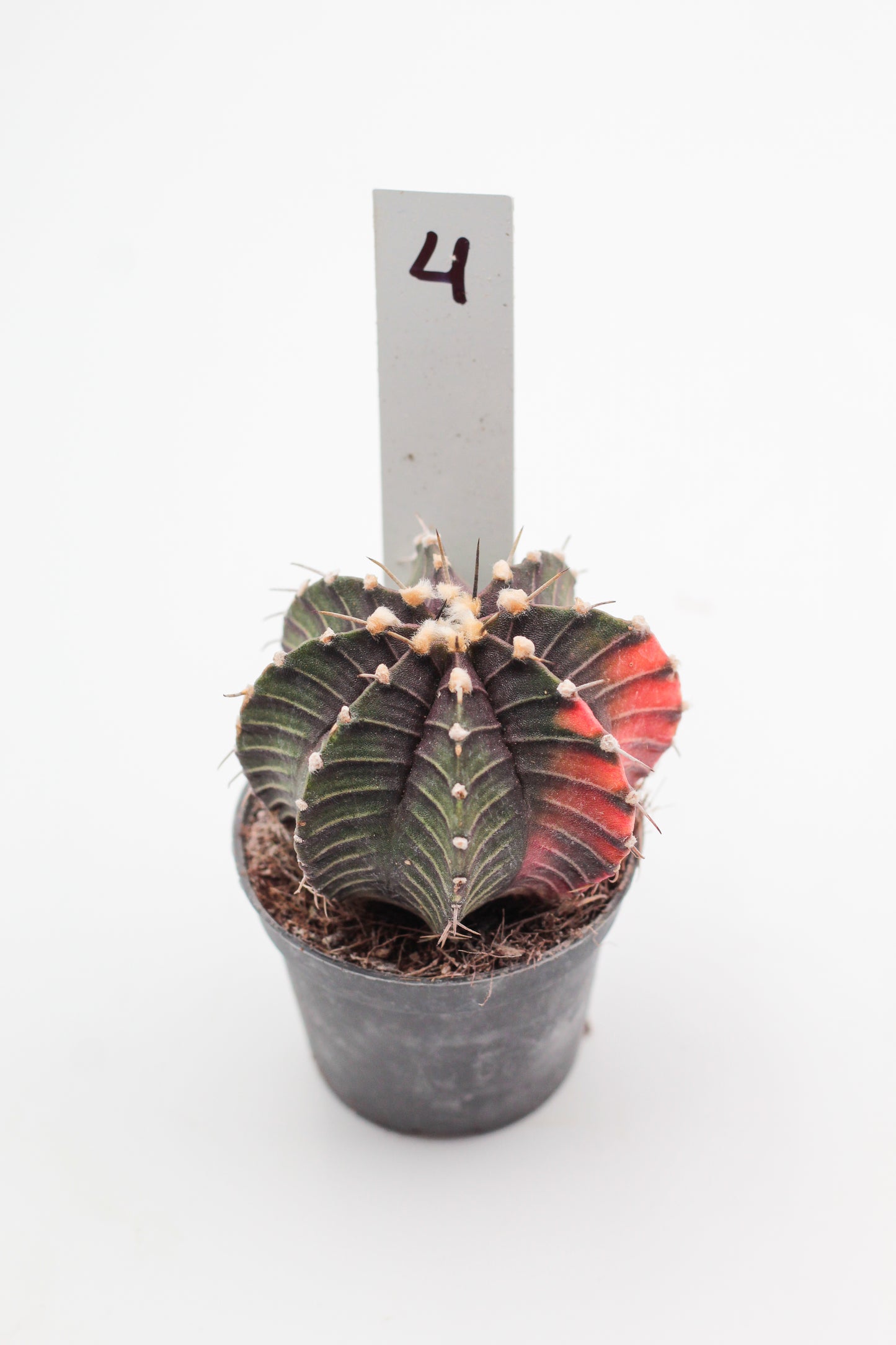 Gymnocalycium mihanovichii variegata Thai hybrid