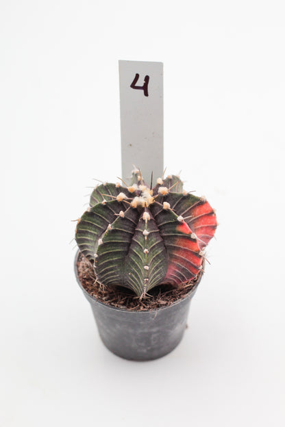 Gymnocalycium mihanovichii variegata Thai hybrid