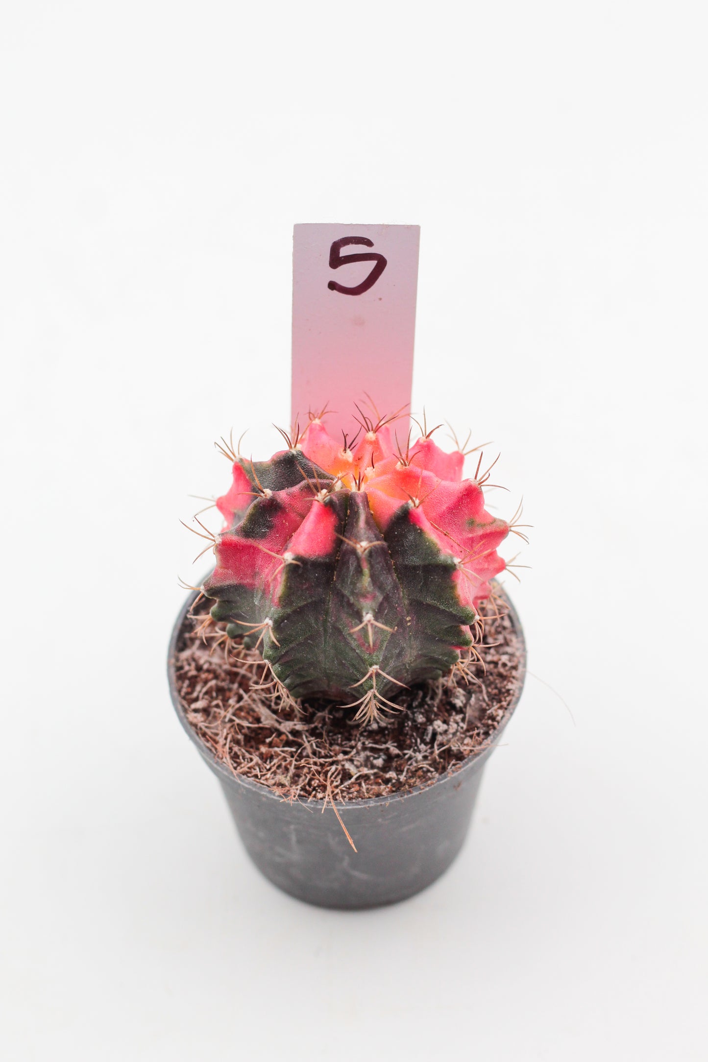 Gymnocalycium mihanovichii variegata Thai hybrid