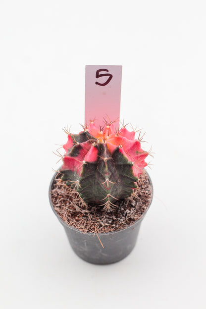 Gymnocalycium mihanovichii variegata Thai hybrid