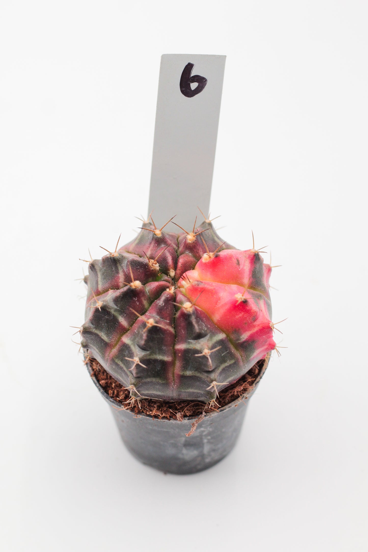 Gymnocalycium mihanovichii variegata Thai hybrid