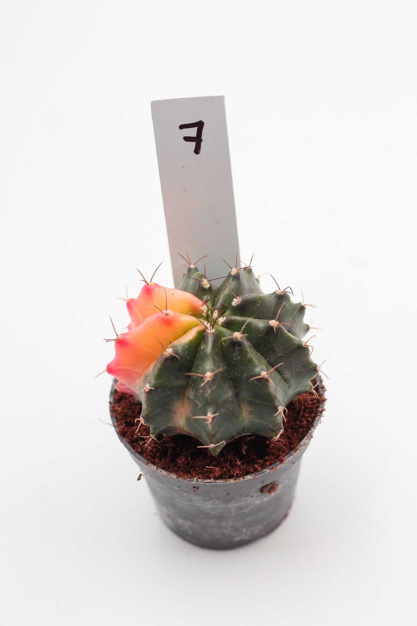 Gymnocalycium mihanovichii variegata Thai hybrid
