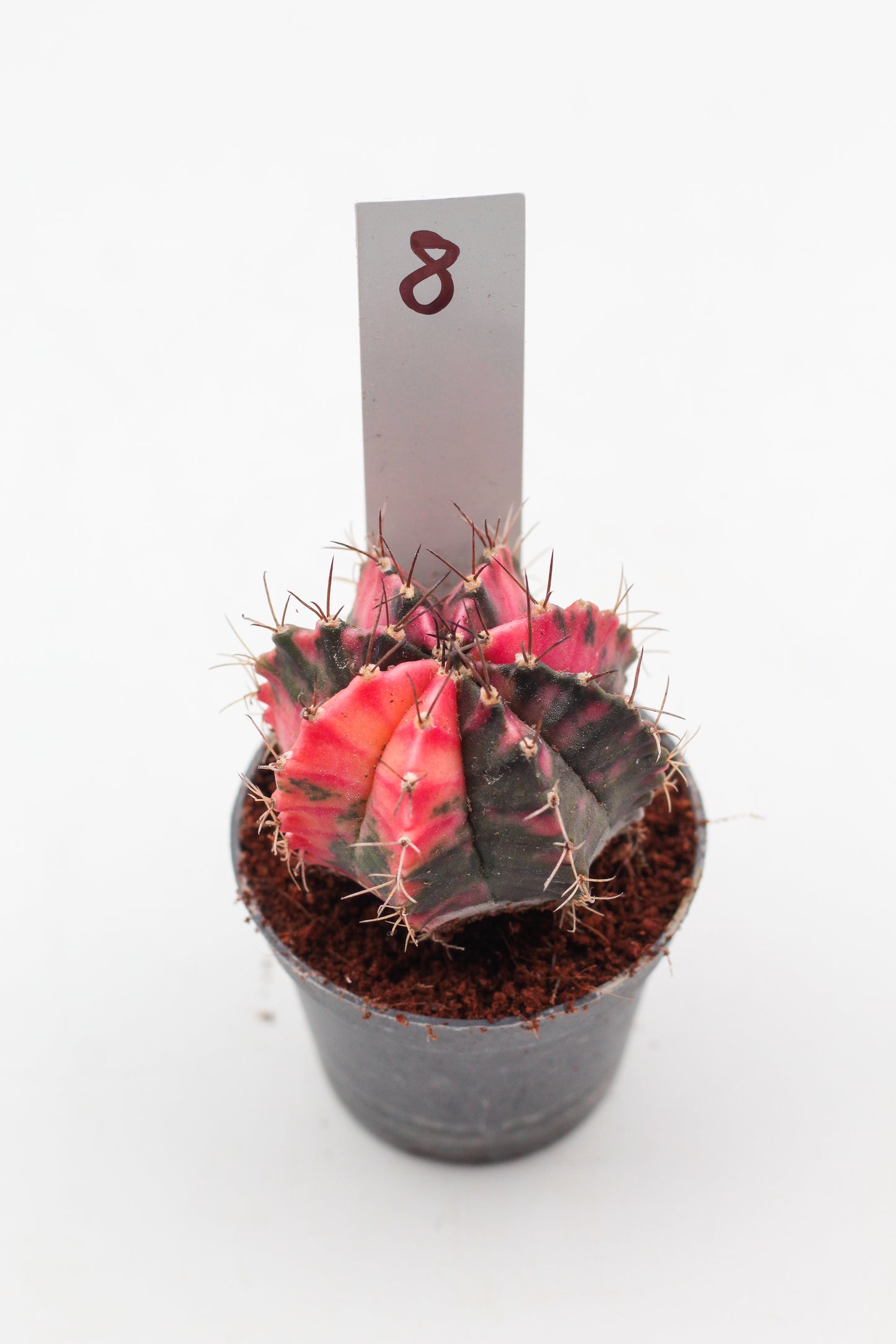 Gymnocalycium mihanovichii variegata Thai hybrid