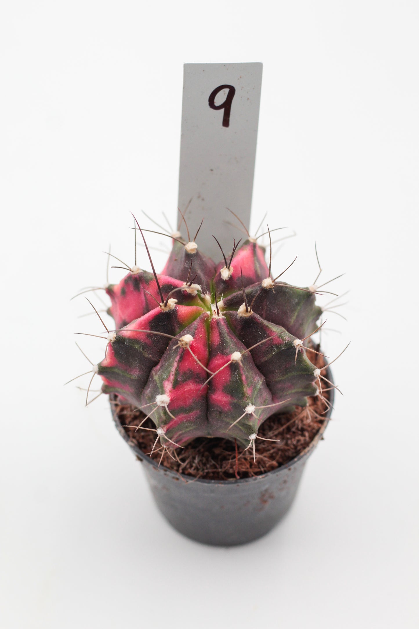 Gymnocalycium mihanovichii variegata Thai hybrid