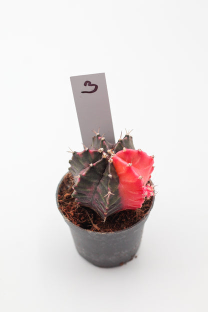 Gymnocalycium mihanovichii variegata Thai hybrid