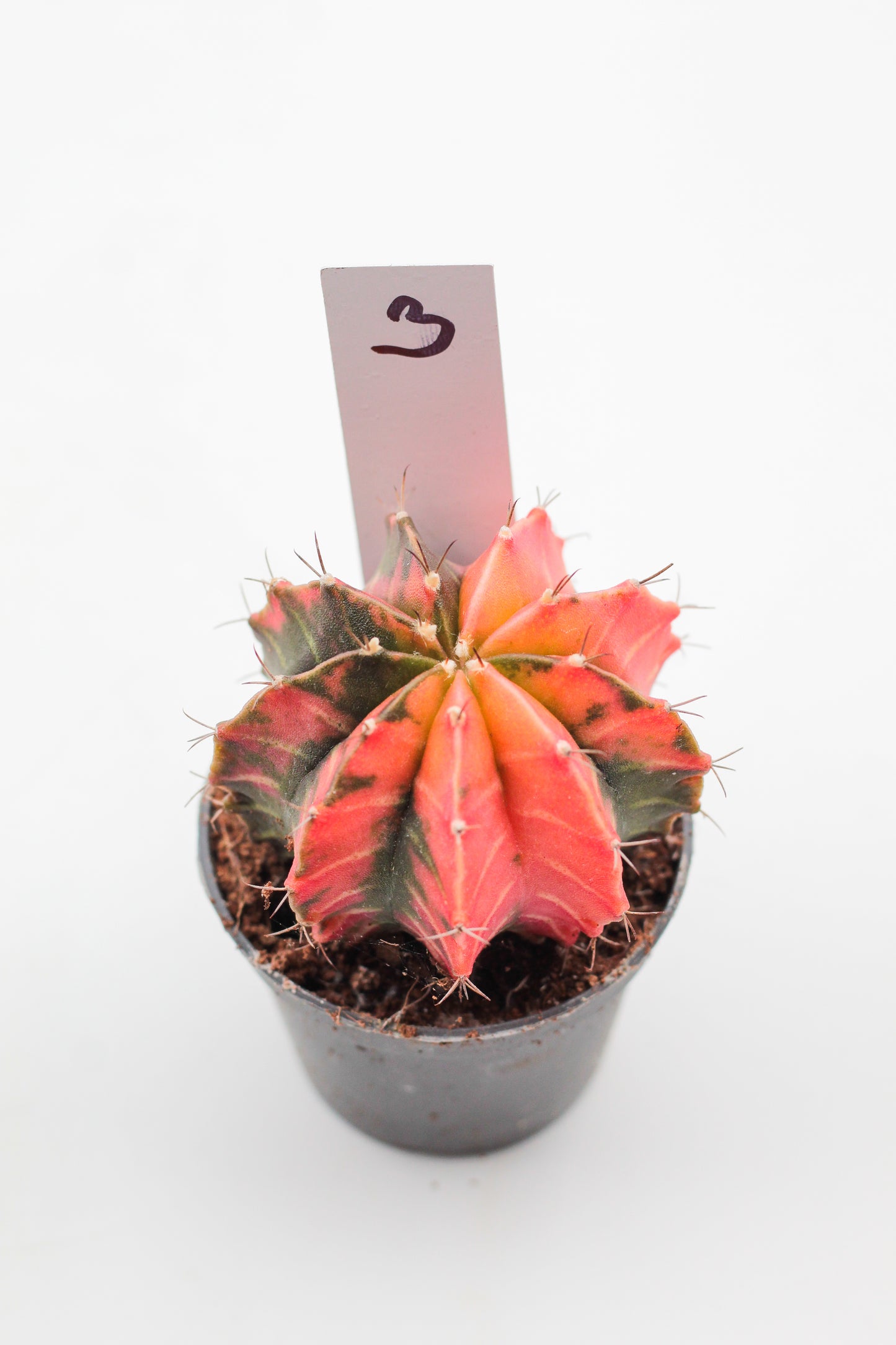 Gymnocalycium mihanovichii variegata Thai hybrid