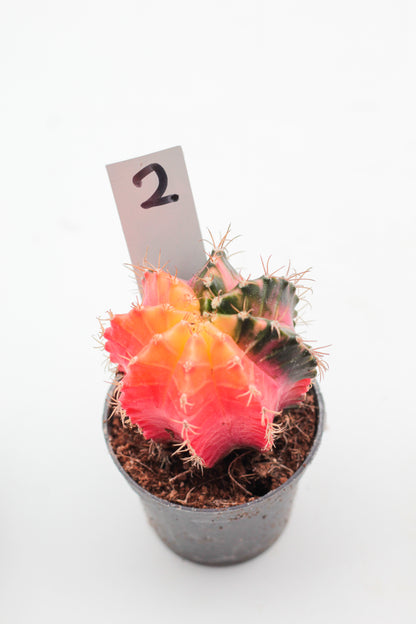 Gymnocalycium mihanovichii variegata Thai hybrid