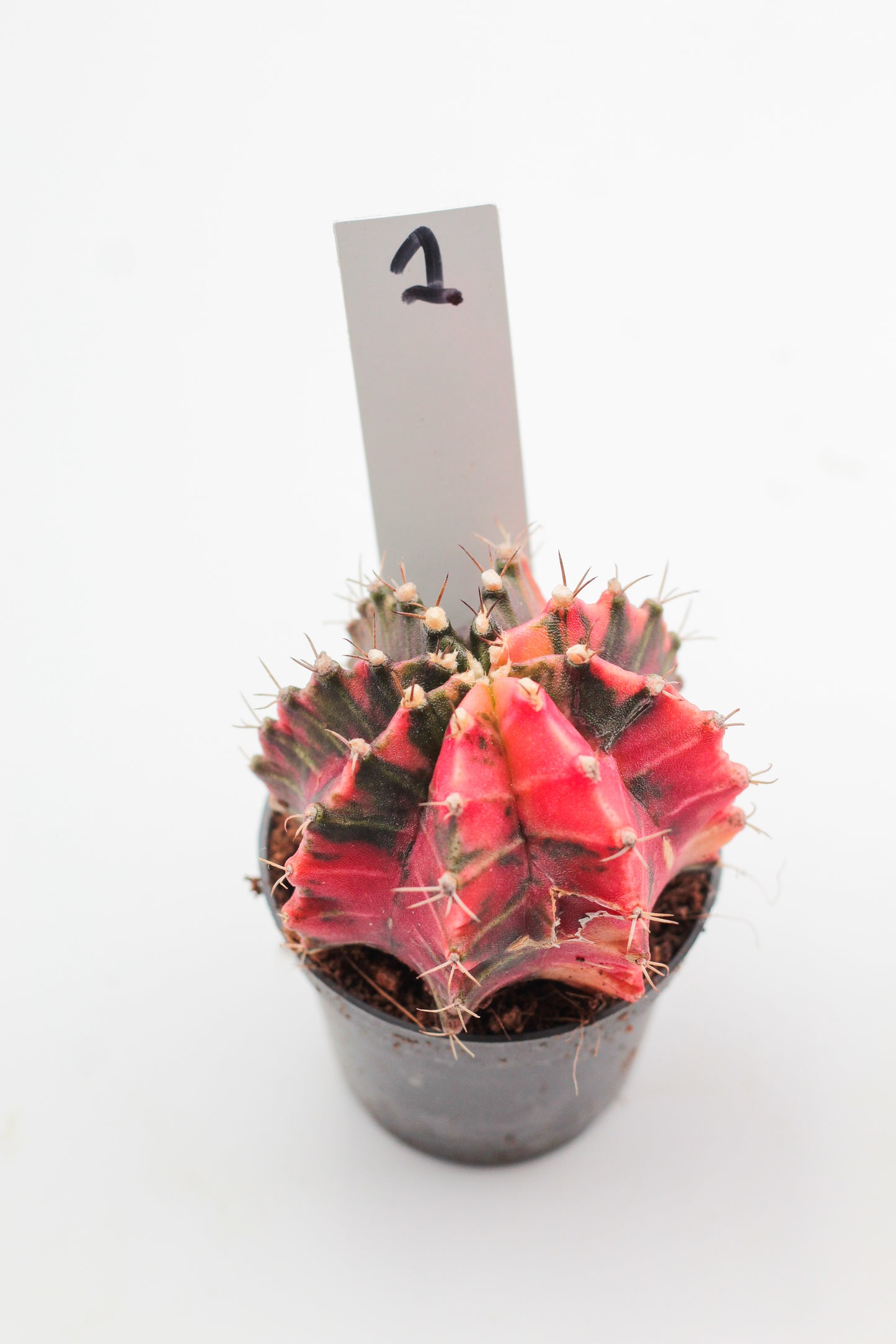 Gymnocalycium mihanovichii variegata Thai hybrid