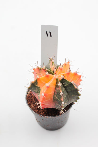 Gymnocalycium mihanovichii variegata Thai hybrid