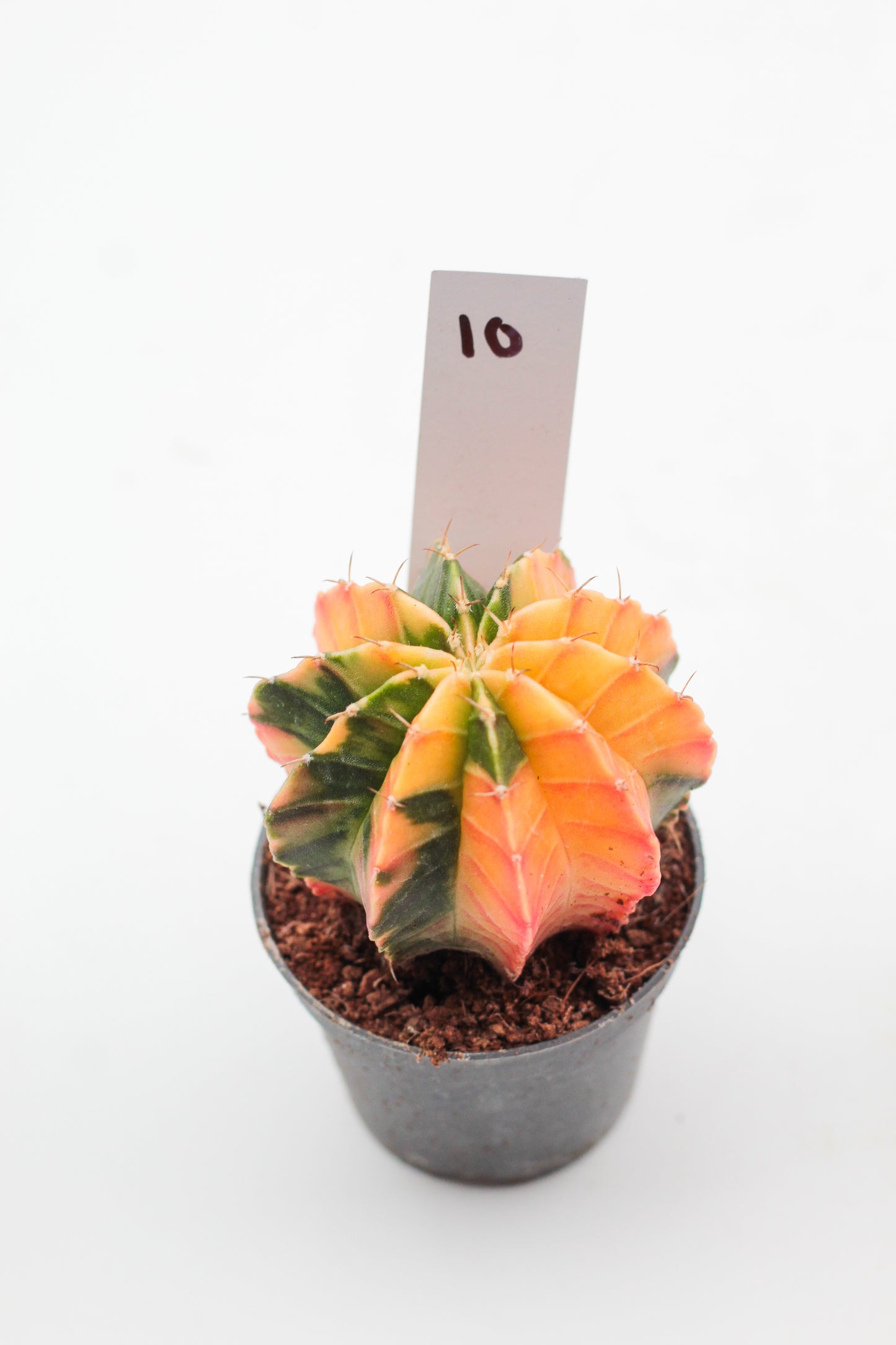 Gymnocalycium mihanovichii variegata Thai hybrid