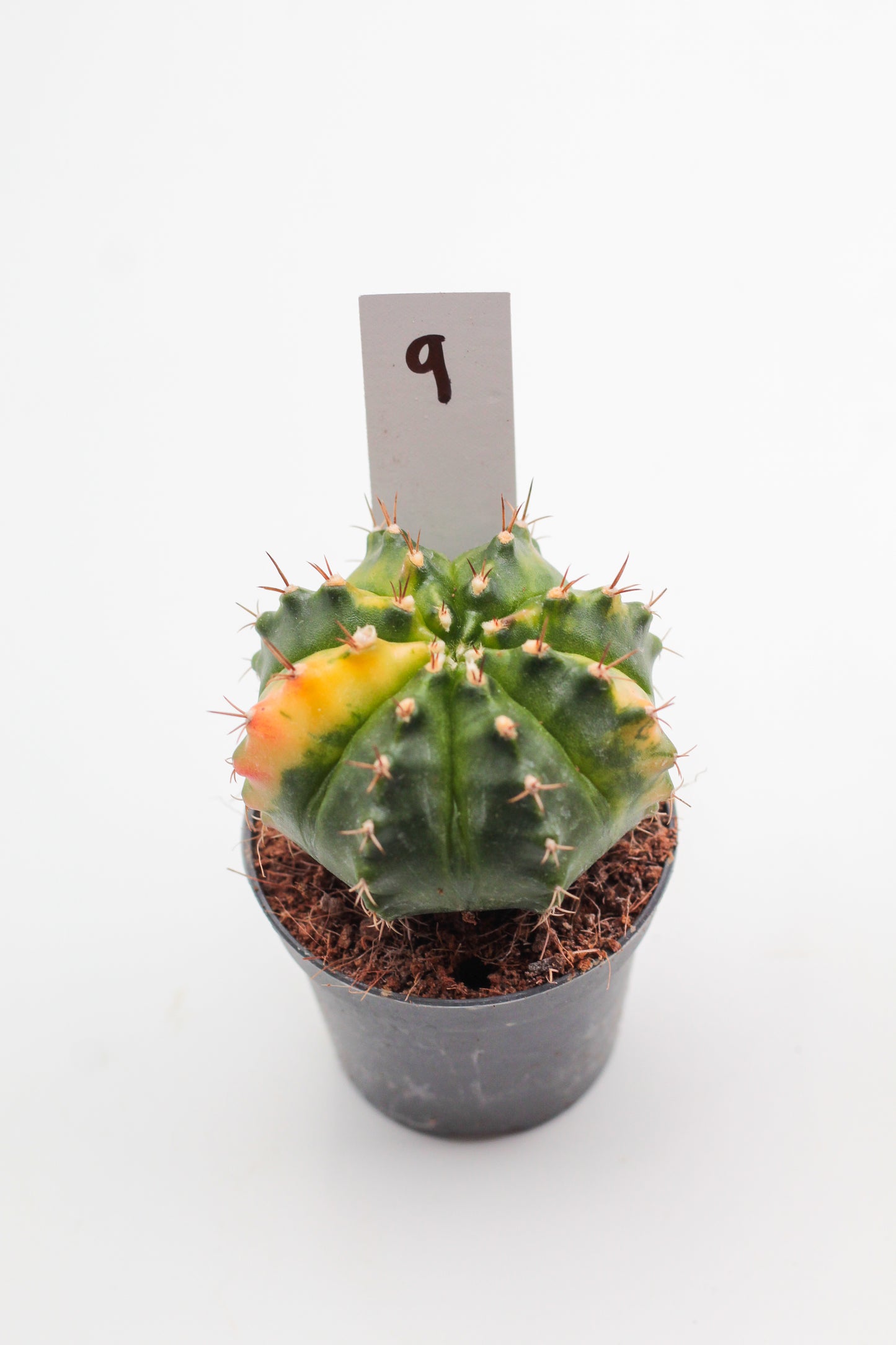 Gymnocalycium mihanovichii variegata Thai hybrid