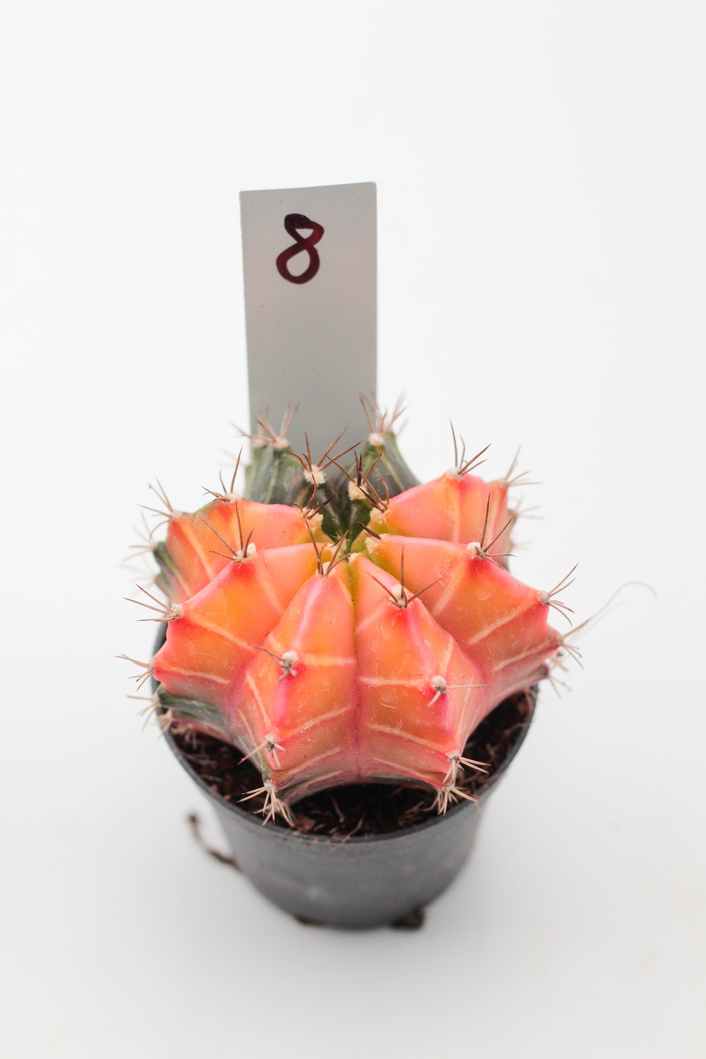 Gymnocalycium mihanovichii variegata Thai hybrid