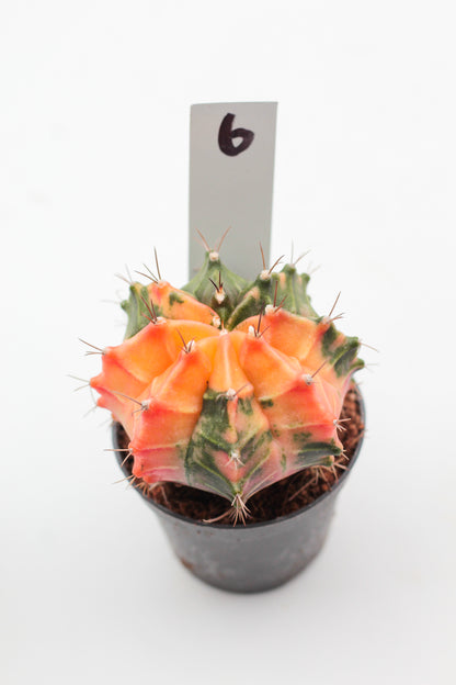 Gymnocalycium mihanovichii variegata Thai hybrid