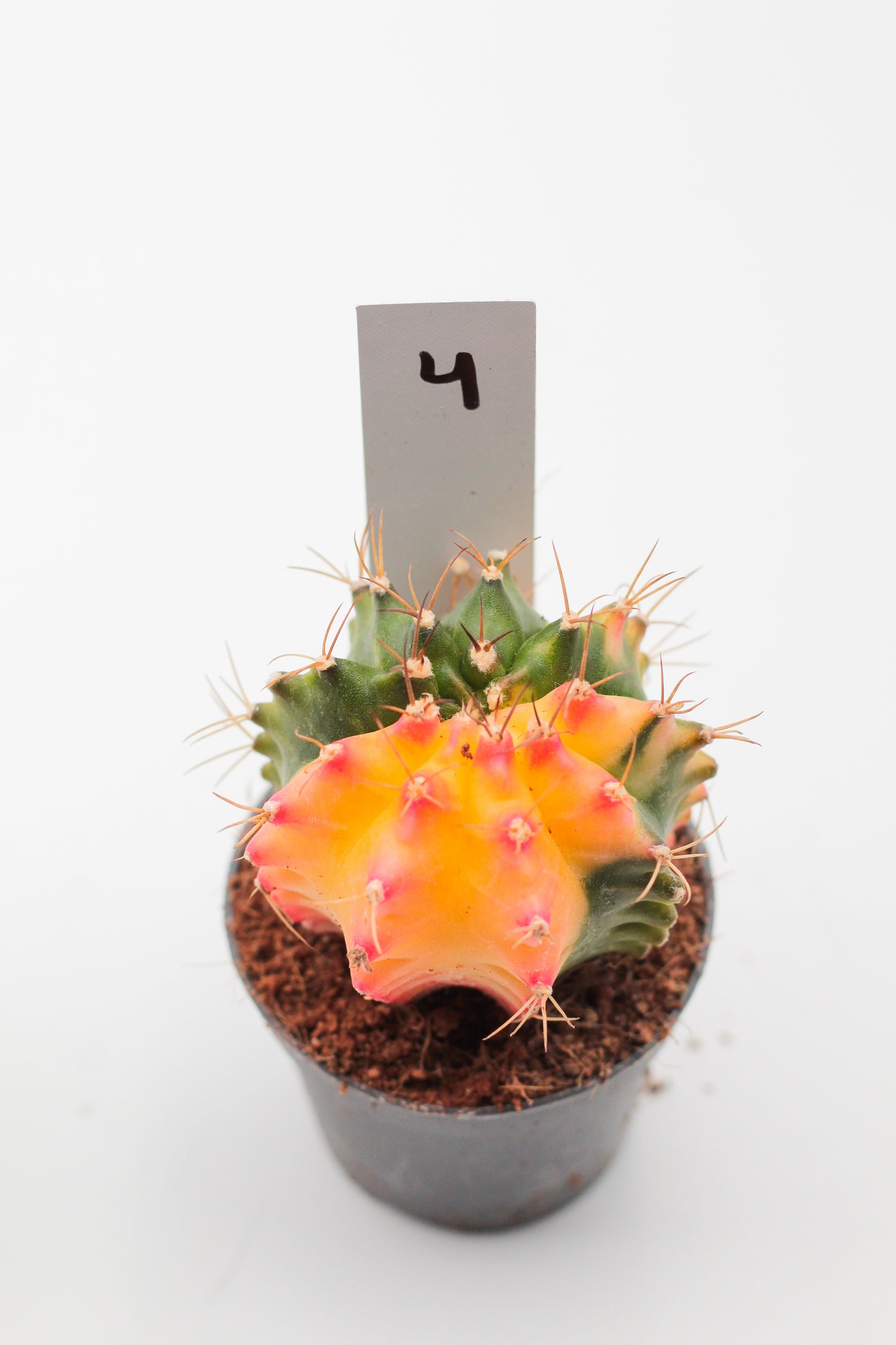 Gymnocalycium mihanovichii variegata Thai hybrid