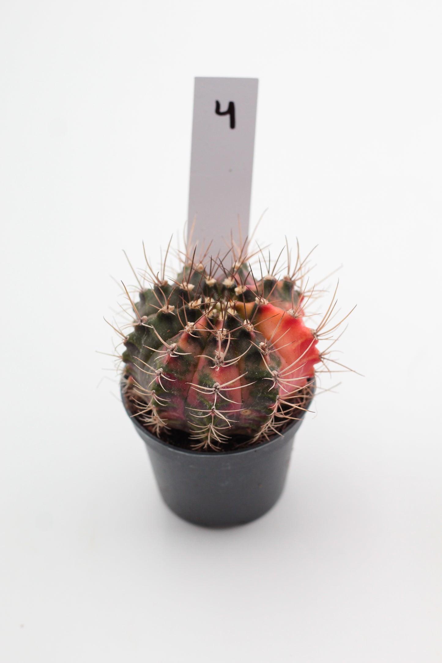 Gymnocalycium mihanovichii variegata Thai hybrid