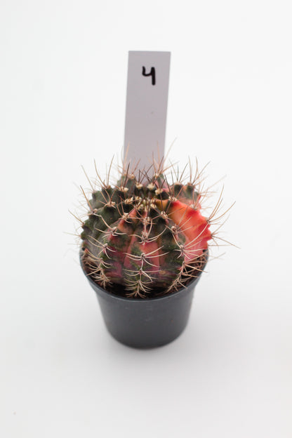 Gymnocalycium mihanovichii variegata Thai hybrid