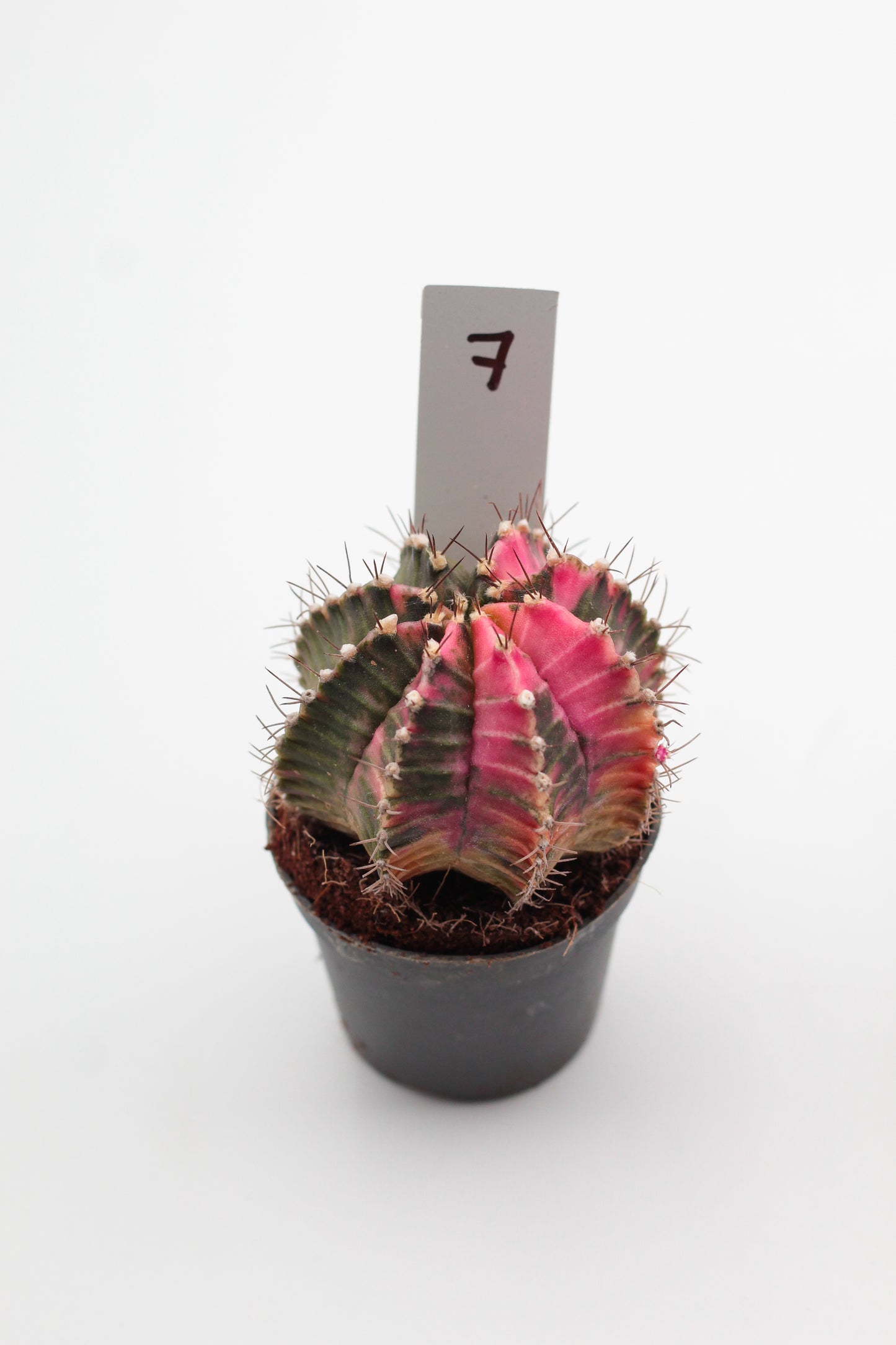 Gymnocalycium mihanovichii variegata Thai hybrid