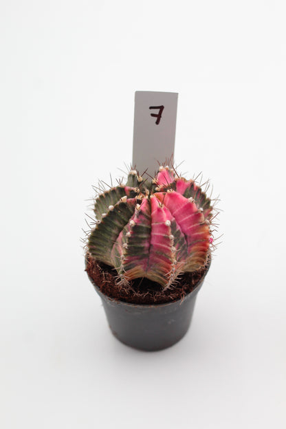 Gymnocalycium mihanovichii variegata Thai hybrid