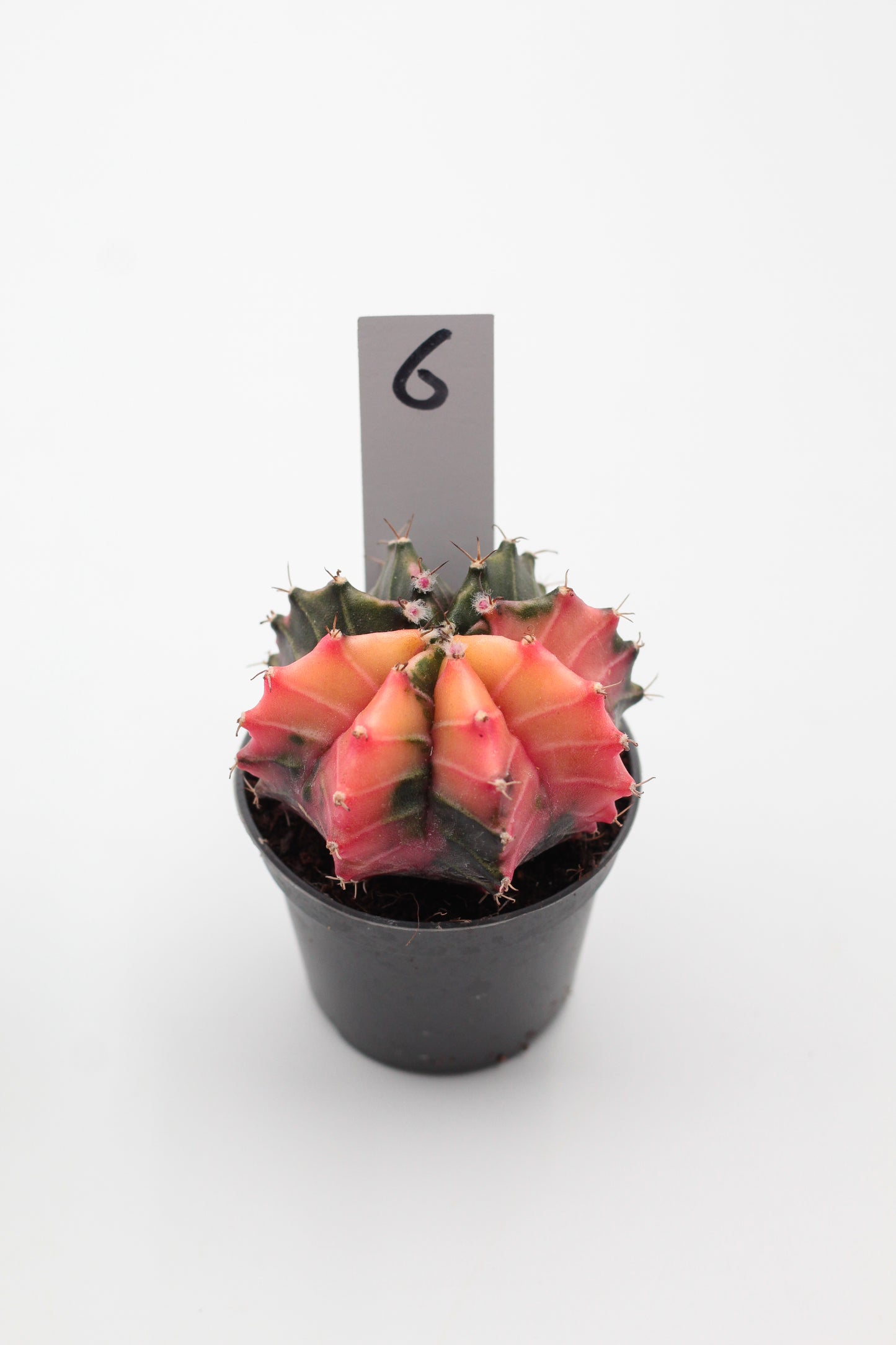 Gymnocalycium mihanovichii variegata Thai hybrid