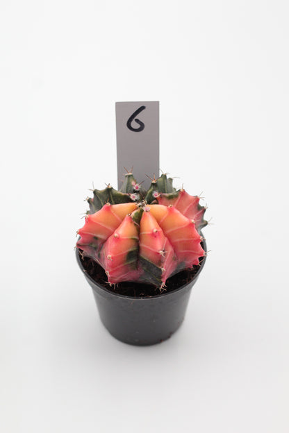 Gymnocalycium mihanovichii variegata Thai hybrid