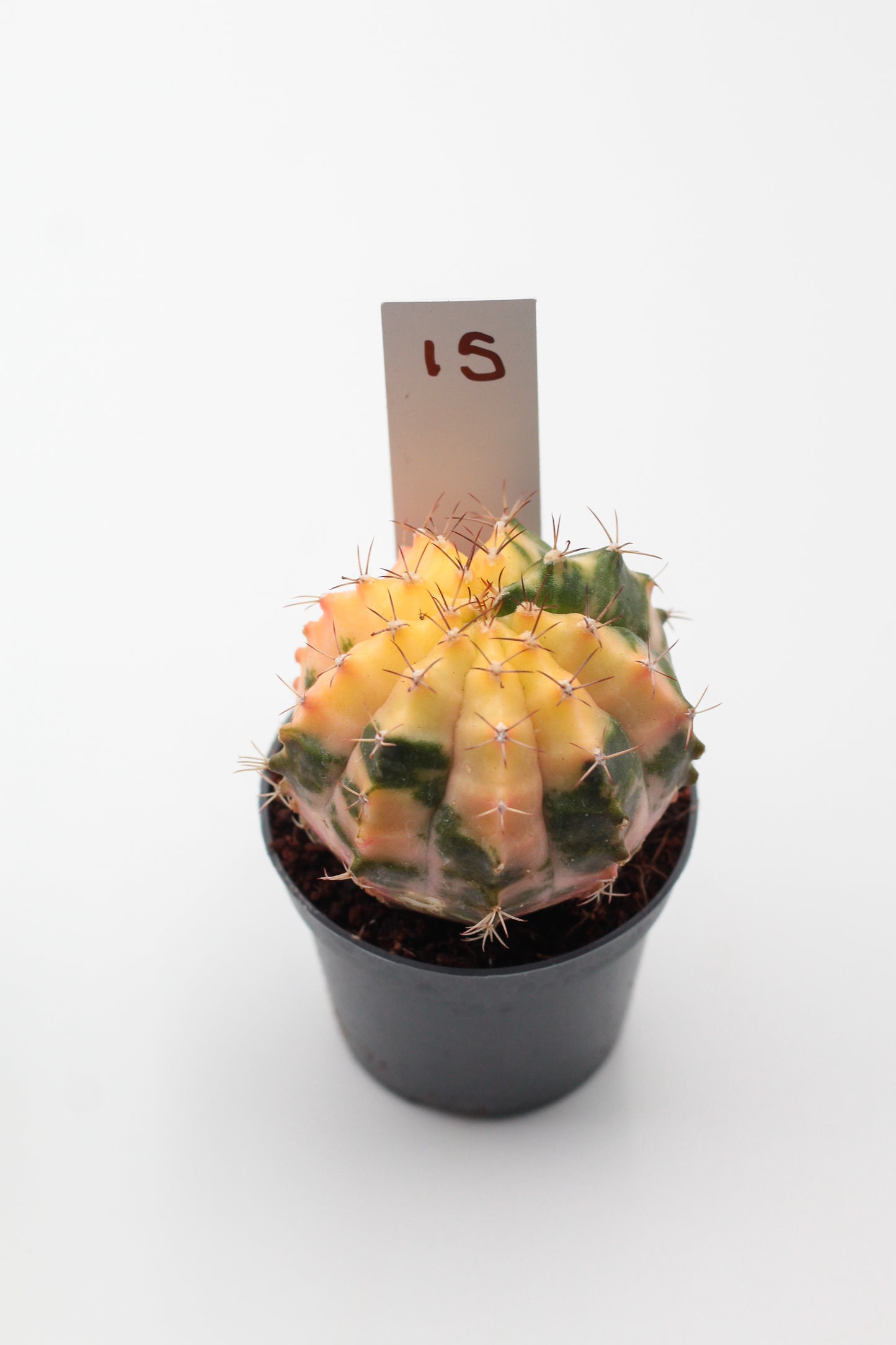 Gymnocalycium mihanovichii variegata Thai hybrid