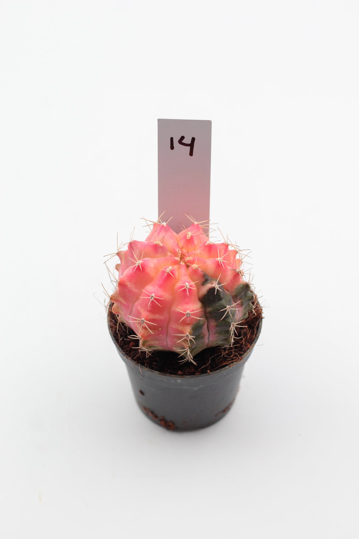 Gymnocalycium mihanovichii variegata Thai hybrid