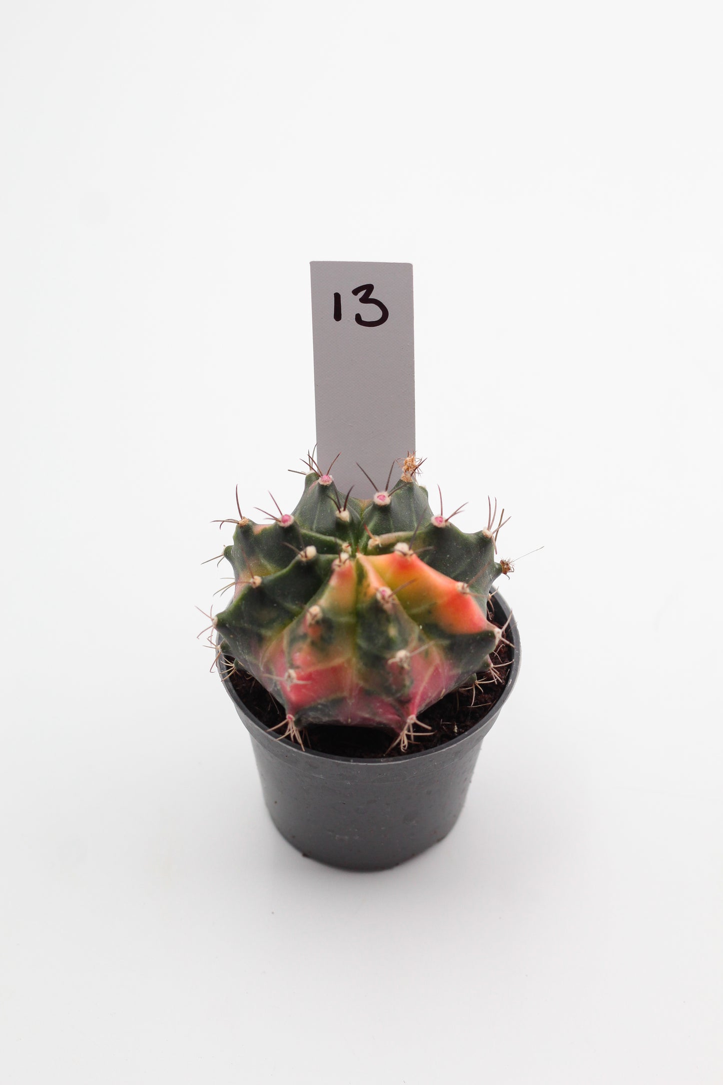 Gymnocalycium mihanovichii variegata Thai hybrid