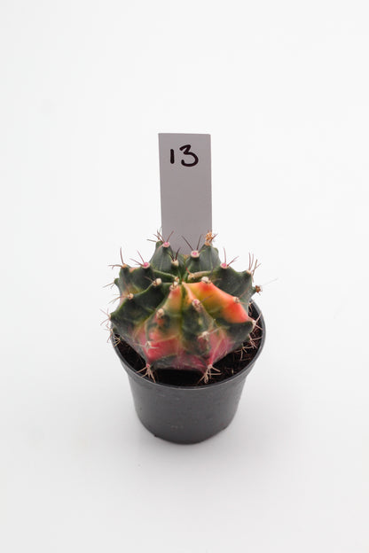 Gymnocalycium mihanovichii variegata Thai hybrid
