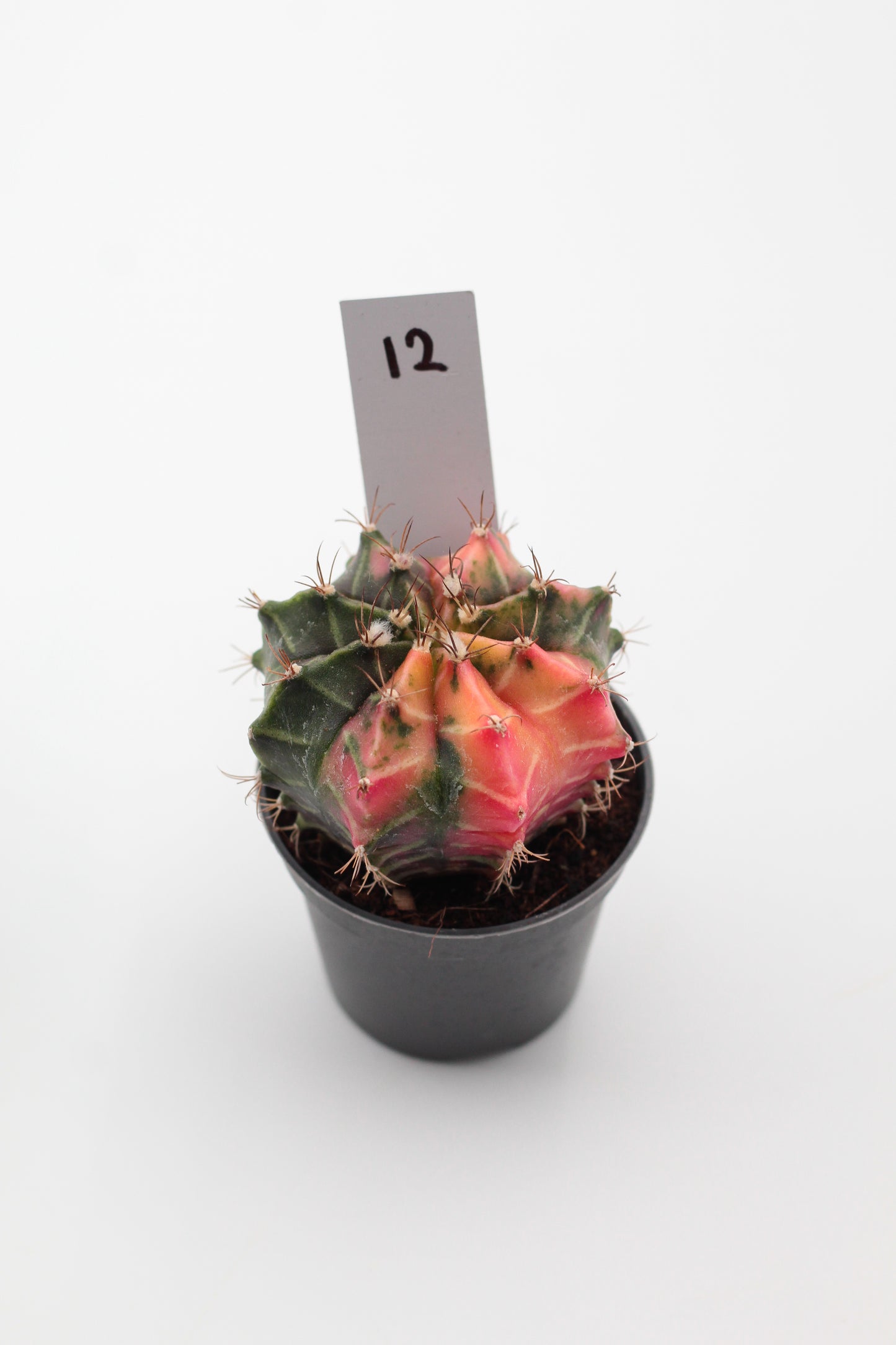Gymnocalycium mihanovichii variegata Thai hybrid