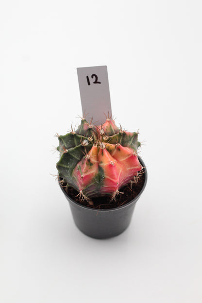 Gymnocalycium mihanovichii variegata Thai hybrid