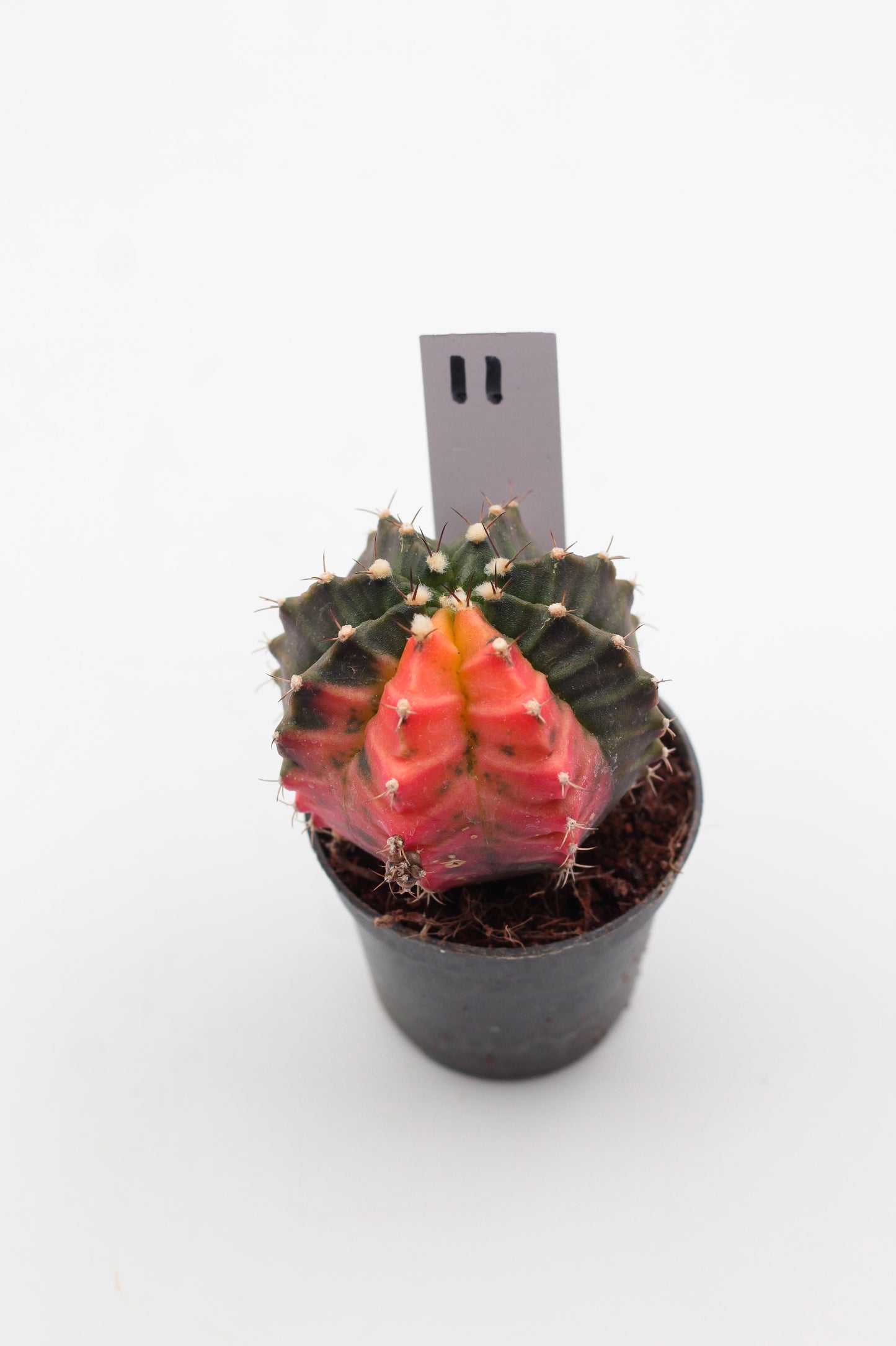 Gymnocalycium mihanovichii variegata Thai hybrid